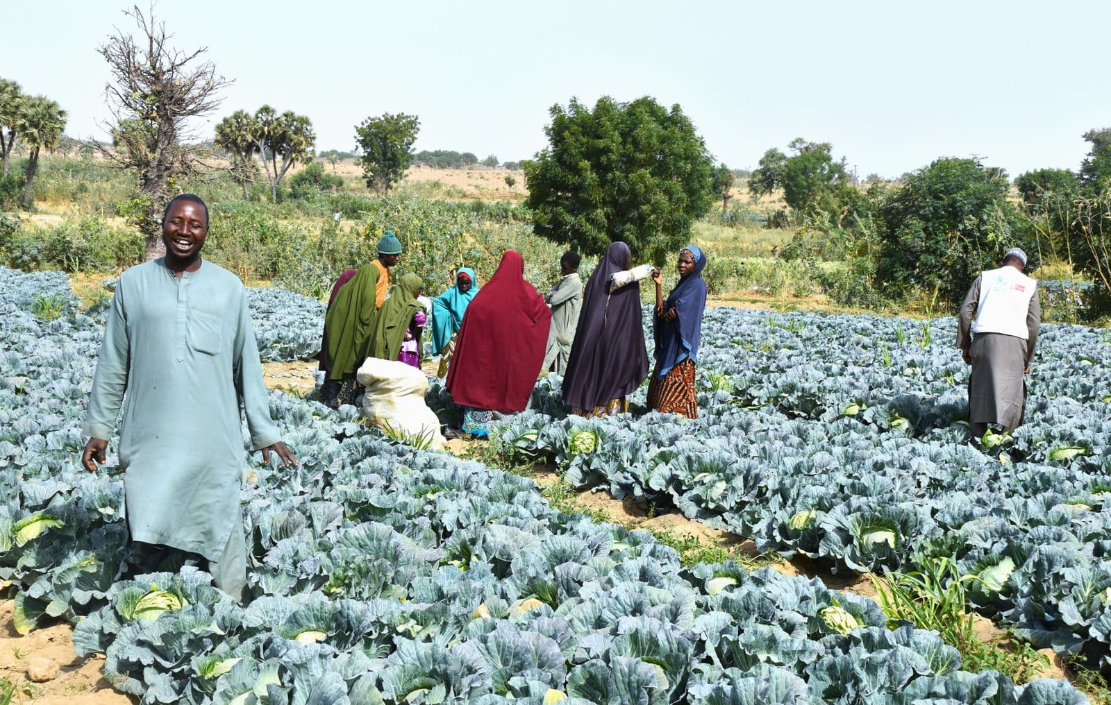 Farmers working together in an irrigated cabbage field in Sokoto State