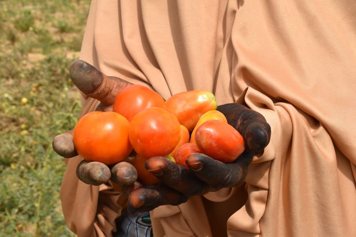 Woman farmer holding freshly harvested tomatoes