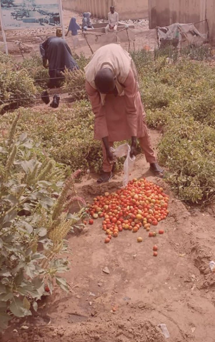 Health worker harvesting tomatoes from the Dumsai PHC garden, Yobe State