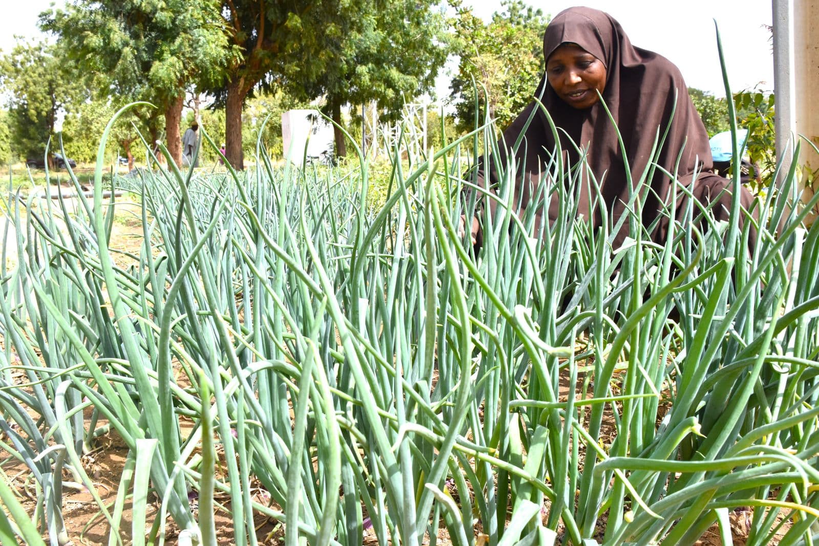 Woman farmer tending her onion crop