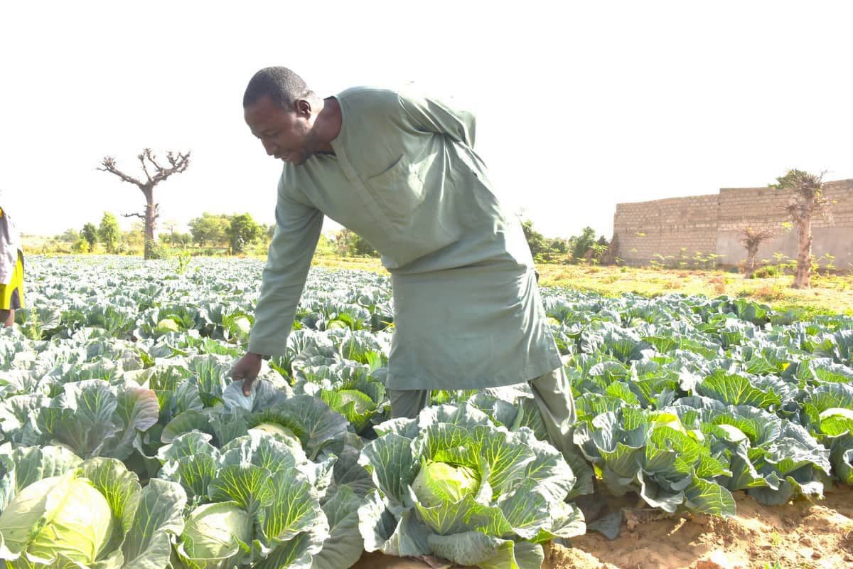 Farmer inspecting healthy cabbages grown with improved seeds